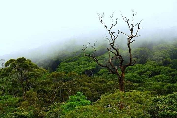 Sinharaja Forest